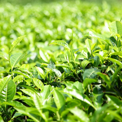 tea5